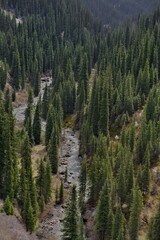 Kyrgyzstan, the eastern shore of Lake Issyk-Kul. The mountains overgrown with fir trees in the valley of the Arashan River.