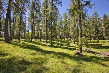 Bosco  incantato con prato in trentino