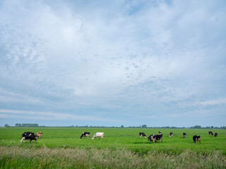 spotted black and white cows in green grassy dutch meadow near canal