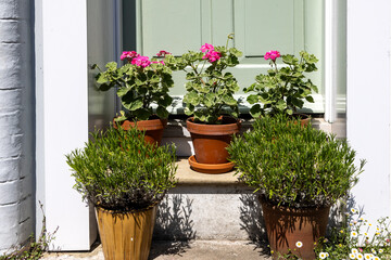 Flowering plants in pots on a doorstep, in the spring sunshine
