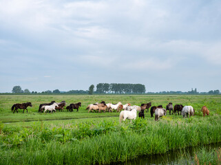 herd of ponies in meadow in the green heart of holland
