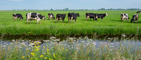 spotted black and white cows in green grassy dutch meadow near canal