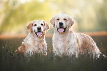 two happy golden retriever dogs posing on grass together in summer