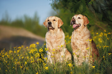 two golden retriever dog posing together outdoors in summer
