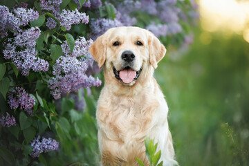 happy golden retriever dog portrait with blooming lilac outdoors