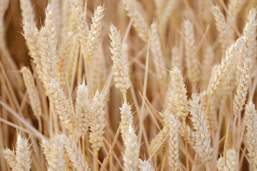 golden ripe ears wheat, summer field, rich harvest bread, grain import, export, stock exchange,...