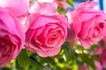Pink garden roses in summer