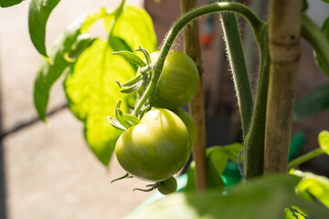 Green tomatoes on the branch in summer
