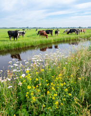 spotted black and white cows in green grassy dutch meadow near canal