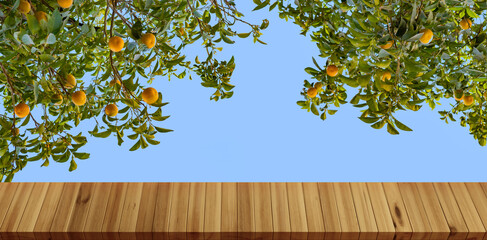 orange tree adorned with plump, Rutaceae family, sun-kissed vibrant citrus fruits, nature's...