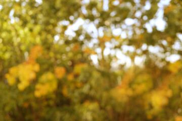 blurred autumn yellow, orange, foliage, leaves of marsh oak, Quercus palustris in garden, tree...