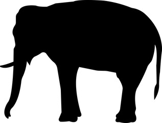 elephant wild animal icon vector, sign, symbol, logo, editable stroke, flat design style isolated on transparent background. elephant silhouette side view use for web and app.