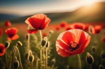 Red flowers of poppies in the field in the rays of the sun, sunset. The cinematic effect.