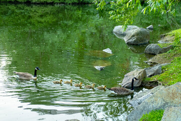 Goslings Canada goose, Brant canadian swimming on lake, Family waterfowl in natural habitat,...
