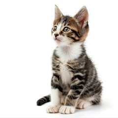 Obraz premium Kitten Sitting. Playful Young Cat Isolated on White Background