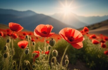 Fototapeta premium Red flowers of poppies in the field in the rays of the sun, sunset. The cinematic effect.