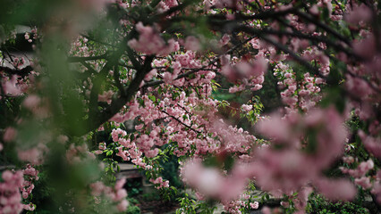 Sakura blossom with branches out of focus in the foreground