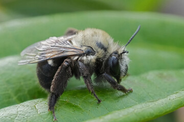 Facial closeup on a North-American male Bumblebee-like Digger Bee, Anthophora bomboides sitting on...