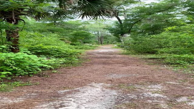 A hiking trail in the Clearwater Lake Recreation Area near Paisley, Florida USA