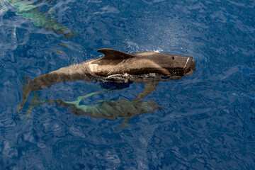 Obraz premium Ballena Piloto (Rorcual)