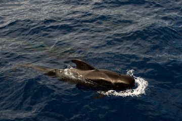 Naklejka premium Ballena Piloto (Rorcual)