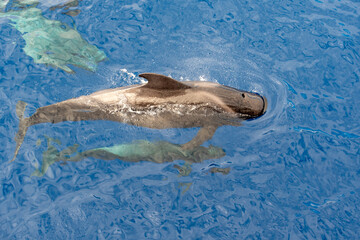 Fototapeta premium Ballena Piloto (Rorcual)