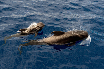 Ballena Piloto (Rorcual)