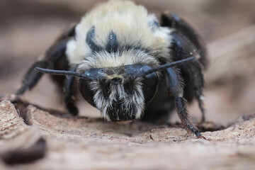 Facial closeup on a North-American male Bumblebee-like Digger Bee, Anthophora bomboides sitting on...
