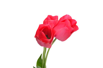 pink tulip isolated on white background