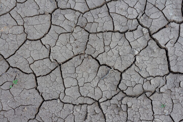 Close-up top view of small sprout with green leaves growing on dry dark grey cracked clay land surface in a summer day. Abstract weather background. Copy space. Drought and climate change theme.
