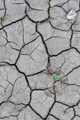 Close-up top view of small sprout with green leaves growing on dry dark grey cracked clay land surface in a summer day. Abstract weather background. Copy space. Drought and climate change theme.