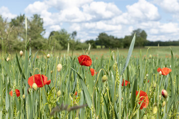 blühender Klatschmohn auf Mohnfeld