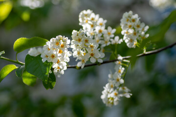 A flowering branch of a bird cherry tree in the garden