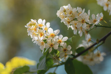 A flowering branch of a bird cherry tree in the garden