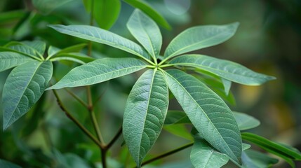 Garden or Leaves of the Cassava Plant