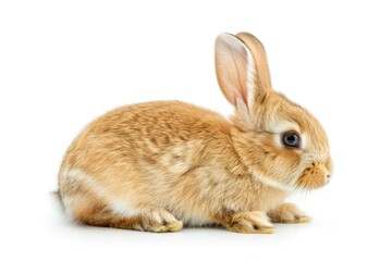 Obraz premium Cute small rabbit sitting on a white surface, suitable for various uses