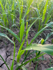 Corn fields grow healthy green leaves, Green Leaves on water drops during sunrise view.  