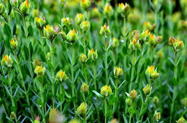 Obraz premium Kreuzblättriges Johanniskraut im Frühling