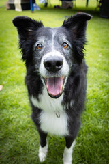 Senior smiling border collie portrait on grass background