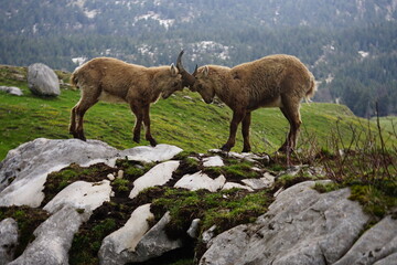Combat de bouquetins