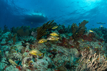 coral reef and boat