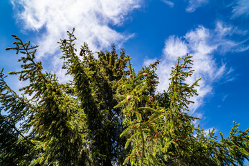 Tall spruce, sunny day, cones.