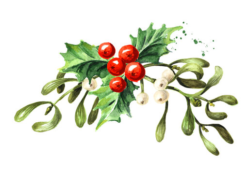 Mistletoe or Viscum branches with leaves and berries bunch. Watercolor hand drawn illustration, isolated on white background