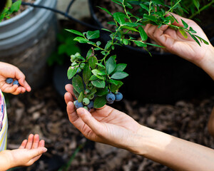 Mother and kids hand picking up fresh blueberry growing in pots at backyard garden home fruit orchard in Dallas, Texas, baby little fingers harvesting homegrown ripe berries, edible landscape