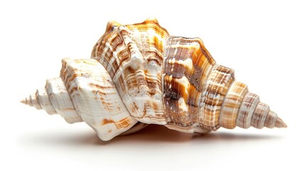 White background with a scapharca subcrenata shell