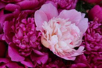 pink peony flower, floral background of pink beautiful peonies, peony flowers close-up