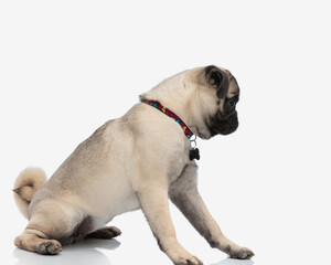 side view of playful little pug puppy with collar sitting and looking to side