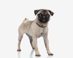 adorable little pug dog with collar looking at camera and standing