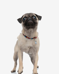 curious little pug dog with collar standing and looking up