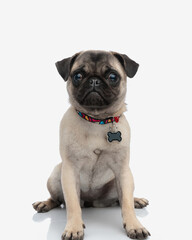 sad little pug with collar on his neck sitting and looking at camera